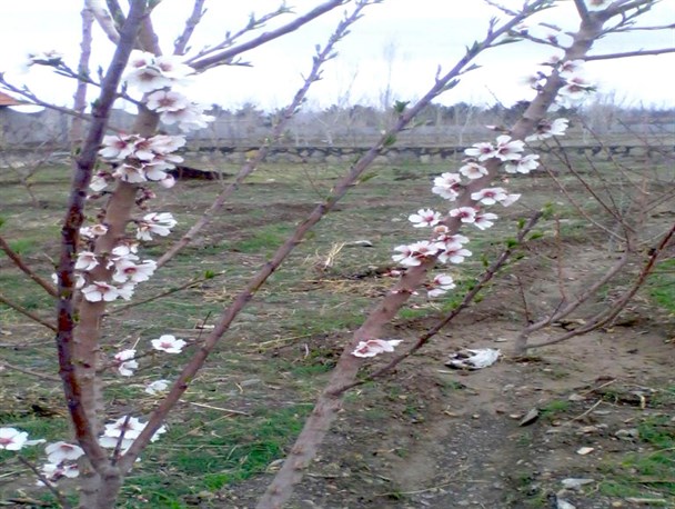 بوی بهار در گلمکان