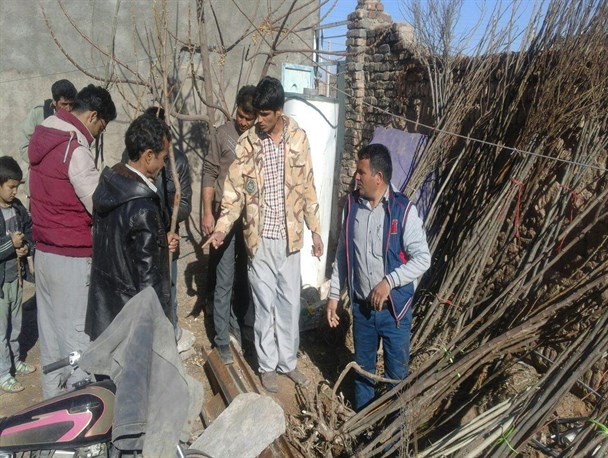 ۱۰ هزار اصله درخت در شهرستان رشتخوار توزیع شد