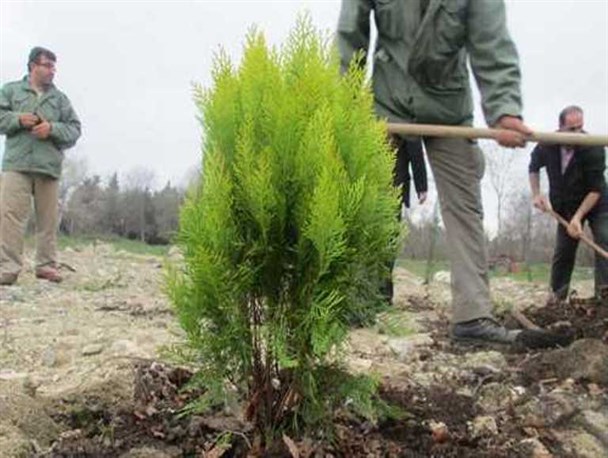 غرس 12 هزار اصله نهال در میاندوآب در هفته منابع طبیعی