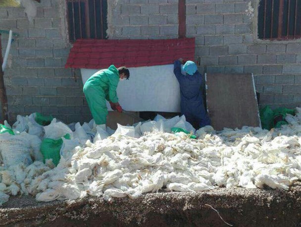 مشاهده آنفلوآنزای پرندگان در کوار/ معدوم سازی 9000 قطعه