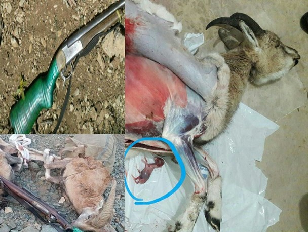 وقتی سودجویی متخلفان بلای جان حیات وحش البرز می شود/ از شکار بز آبستن در طالقان تا تخلف واحد تولید سم مار و عقرب