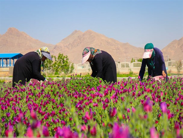 گیاهان دارویی؛ مرهم بحران‌ کم آبی/ رونق کشاورزی با تغییر الگوی کشت و صنایع تبدیلی صورت می‌گیرد