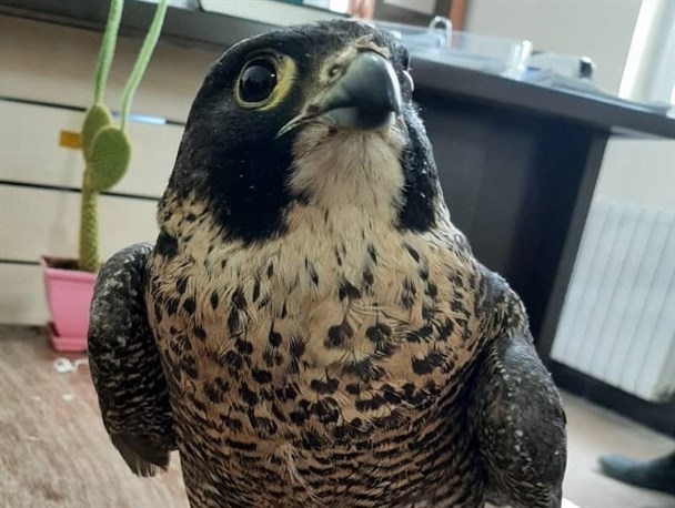 پلیس، ناجی پرنده میلیاردی در یاسوج شد+تصاویر