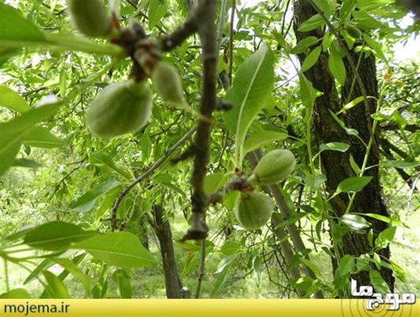 چغاله نوبرانه مهارلو+تصاویر