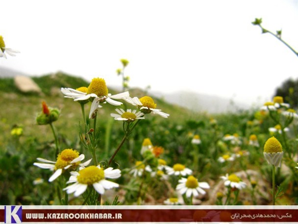 بابونه کازرون، گیاهی معطر و معجزه گر + تصاویر