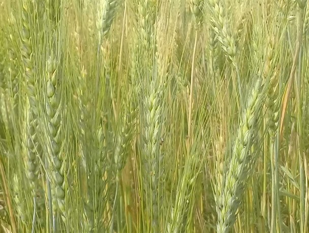 رونق اقتصاد مقاومتی درخوشه های سبز و طلایی گندم+تصاویر
