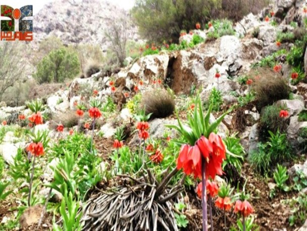 تصاویری از طبیعت زیبای روستای عبدویی