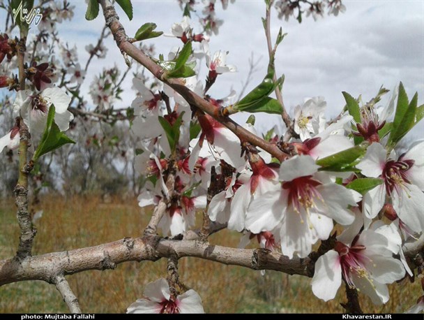 شکوفه‌های زیبای درختان در طبیعت بهاری خراسان جنوبی/ تصویری