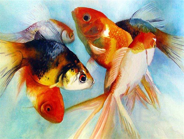 ماهی های قرمز را در رودخانه رها نکیند