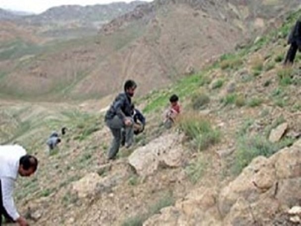 بوته کنی گیاهان مرتعی ممنوع است