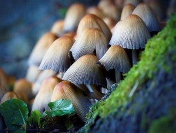 از چیدن و مصرف قارچ های خودرو و وحشی خودداری کنید