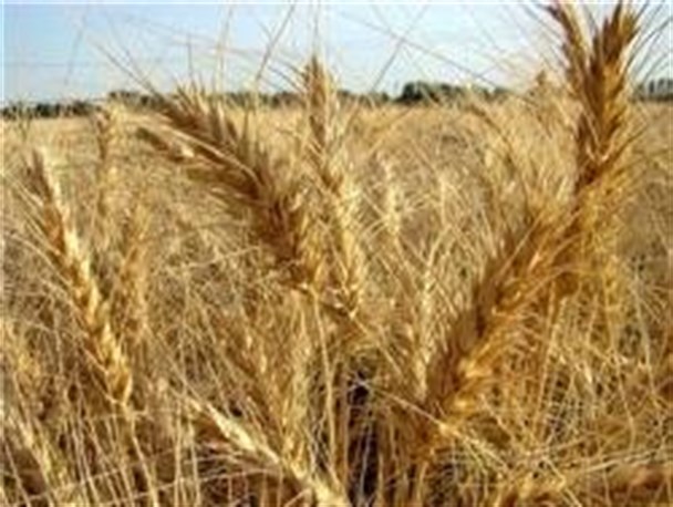 خریداری بیش از 1000 تن گندم از کشاورزان مهرانی