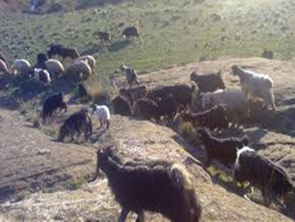 سریال تکراری سرقت احشام در بیجار/چه کسی جوابگوی مالباختگان است