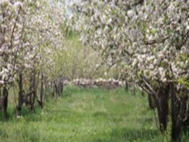 شکوفه های سیب سمیرم / تصاویر