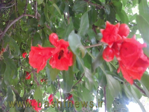 چشم نوازی گل های انار در باشت+تصاویر