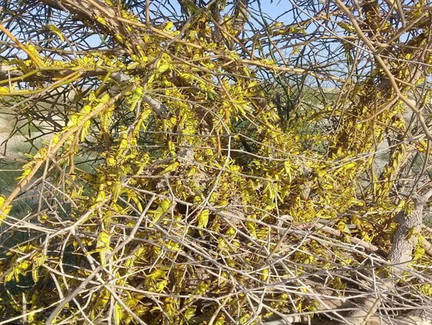سمپاشی بیش از ۲۶هزار هکتار از مراتع سیستان و بلوچستان علیه ملخ صحرایی/حمله ملخ ها به استان همچنان ادامه دارد