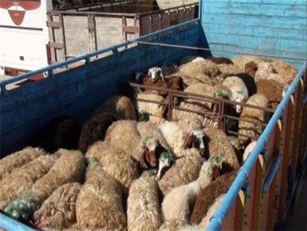 39 راس گوسفند قاچاق در کوهدشت کشف شد
