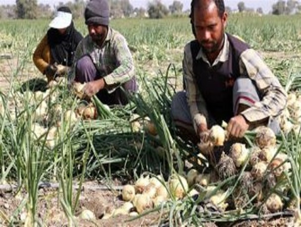 جولان دلالان پیاز در شرق هرمزگان/ آه بر دل کشاورز؛سود به جیب دلال