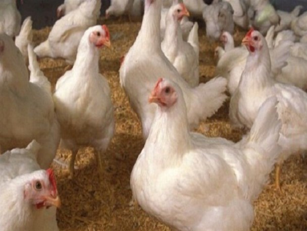 مرغ؛ حاشیه‌سازترین کالای هفته‌های اخیر/ از میزان تاثیر تحریم بر کمبود مرغ تا معدوم‌سازی جوجه‌های یک روزه