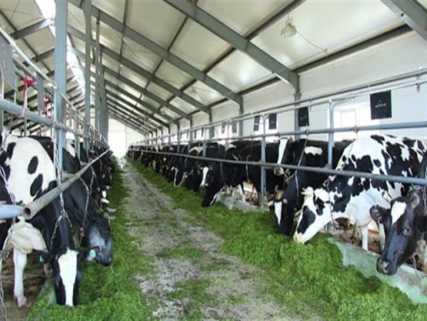 ضرورت اعمال سیاست‌های حمایتی از دامداران/ توزیع نهاده در «بازارگاه» با کندی پیش می‌رود