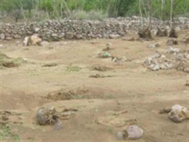خسارت ۳۱میلیارد تومانی توفان در رشتخوار