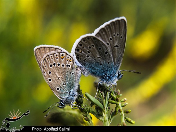 گوشه ای از زیبایی های آفرینش در استان قزوین