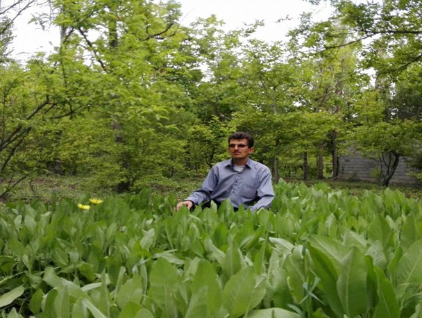 کاشت گیاه  دارویی شاهسپرم یا عطیر اَیاقی در باغات قاضی جهان