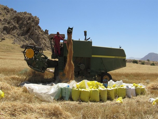 برداشت 7400 تنی گندم و جو از مزارع کشاورزی در لنده