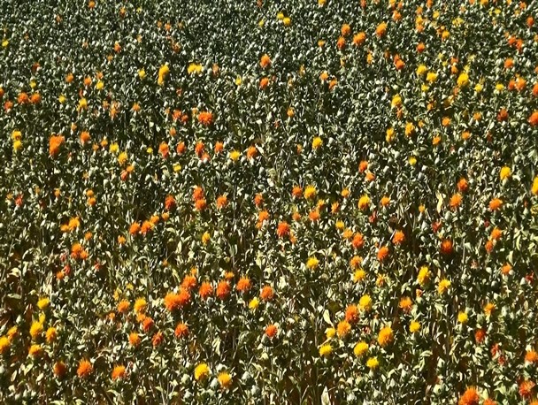 گلرنگ گیاهی کم آب و مقاوم به خشکی و شوری زمین/ برداشت 800تنی محصول در نقطه صفر مرزی