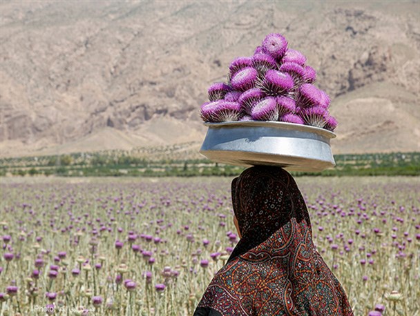 تصاویر/برداشت گیاه خارپنیری در استهبان فارس