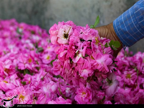 تولید گل‌های محمدی و گلاب‌گیری سنتی در روستای شنازند قزوین