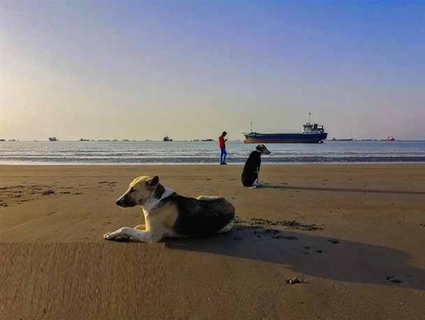 محلات شهری بوشهر در محاصره سگ‌های ولگرد