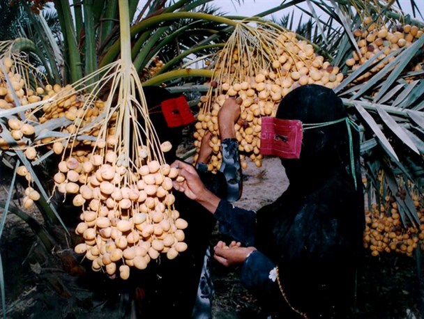 آغاز فصل خرما پزان در هرمزگان/ ساحل‌نشینان بندری در تکاپو برداشت زحمت یک ساله خود هستند