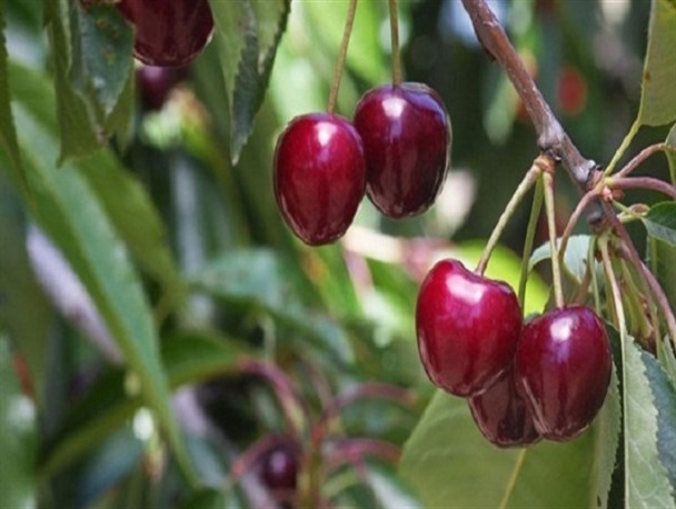 برداشت ۷ هزار تن گیلاس از باغات استان کرمانشاه