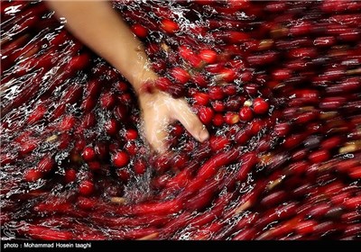 گزارش تصویری کارخانه تولید کنسرو گیلاس