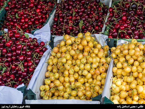 برداشت گیلاس در اشنویه + گزارش تصویری
