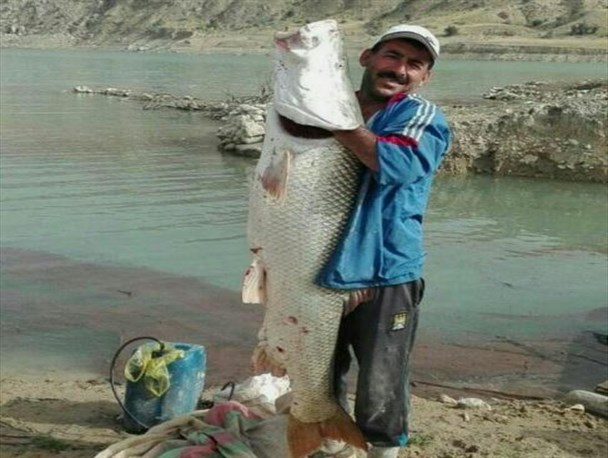 صید عظیم الجثه یک ماهیگیر در گچساران+عکس