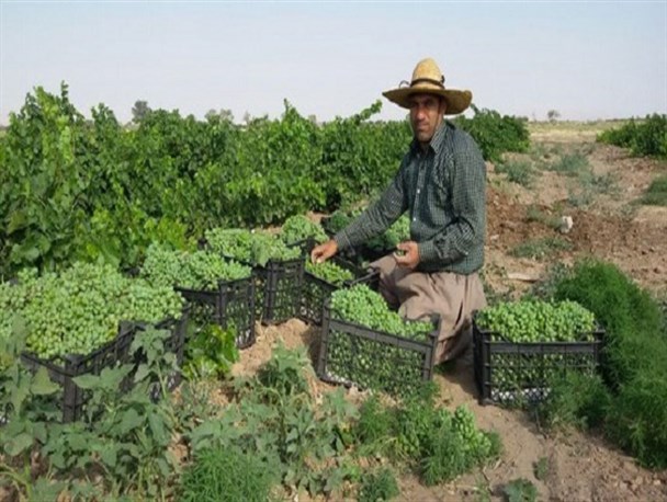 برداشت غوره از تاکستانهای زرندیه+ تصاویر