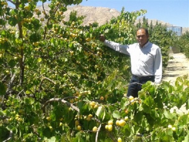 برداشت زردآلو تا 3 برابر میانگین شهرستان بوانات