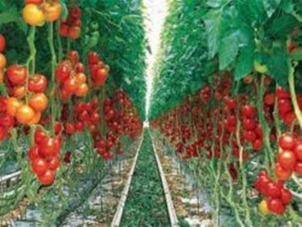 تواید و برداشت ۱۹۰۰ تن محصولات گلخانه ای در ارومیه