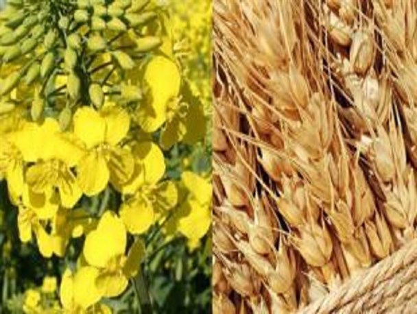 خرید بیش از ۱۷۳ هزار تن گندم و کلزا از کشاورزان کرمانشاهی