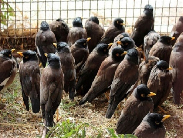 کشف ۳۰ قطعه پرنده مینا در شهرستان راز و جرگلان