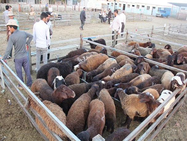 افزایش عرضه دام زنده در میادین احشام زنجان به دلیل خشکسالی
