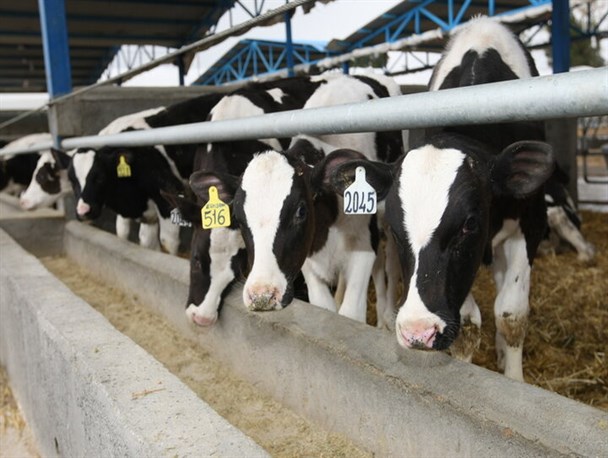 ورود وزارت جهاد کشاورزی برای تعیین قیمت خرید تضمینی دام زنده/ صادرات بهترین راهکار برای حمایت از دامداران است