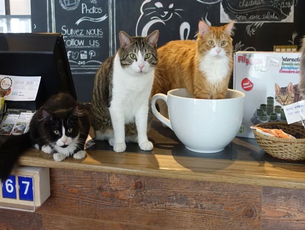 تهاجم فرهنگی در خانواده‌های ایرانی رخنه کرده است/ افتتاح کافه حیوانات خانگی در تهران!