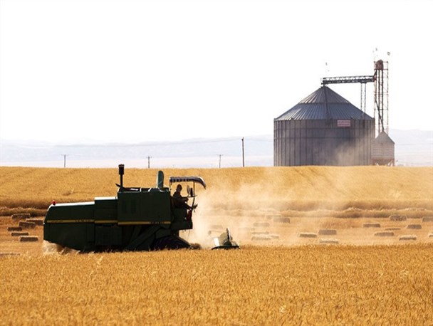 ۲۱ میلیارد تومان از بهای خرید تضمینی گندم کشاورزان سرخسی پرداخت شد