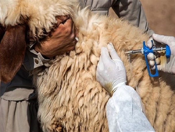 واکسیناسیون طاعون نشخوارکنندگان در خلیل آباد/ بیش از ۵۰ هزار رأس دام سبک واکسینه شدند