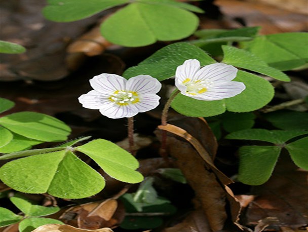 گلهای زیبا