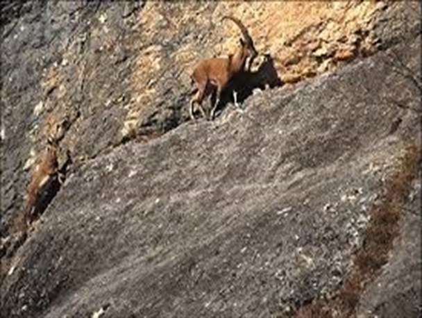 آغاز سرشماری گونه های جانوری در آبدانان