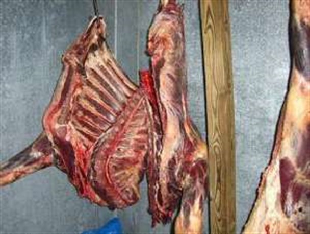 کشف ۵۰ کیلوگرم گوشت شکارغیرمجاز در کردکوی